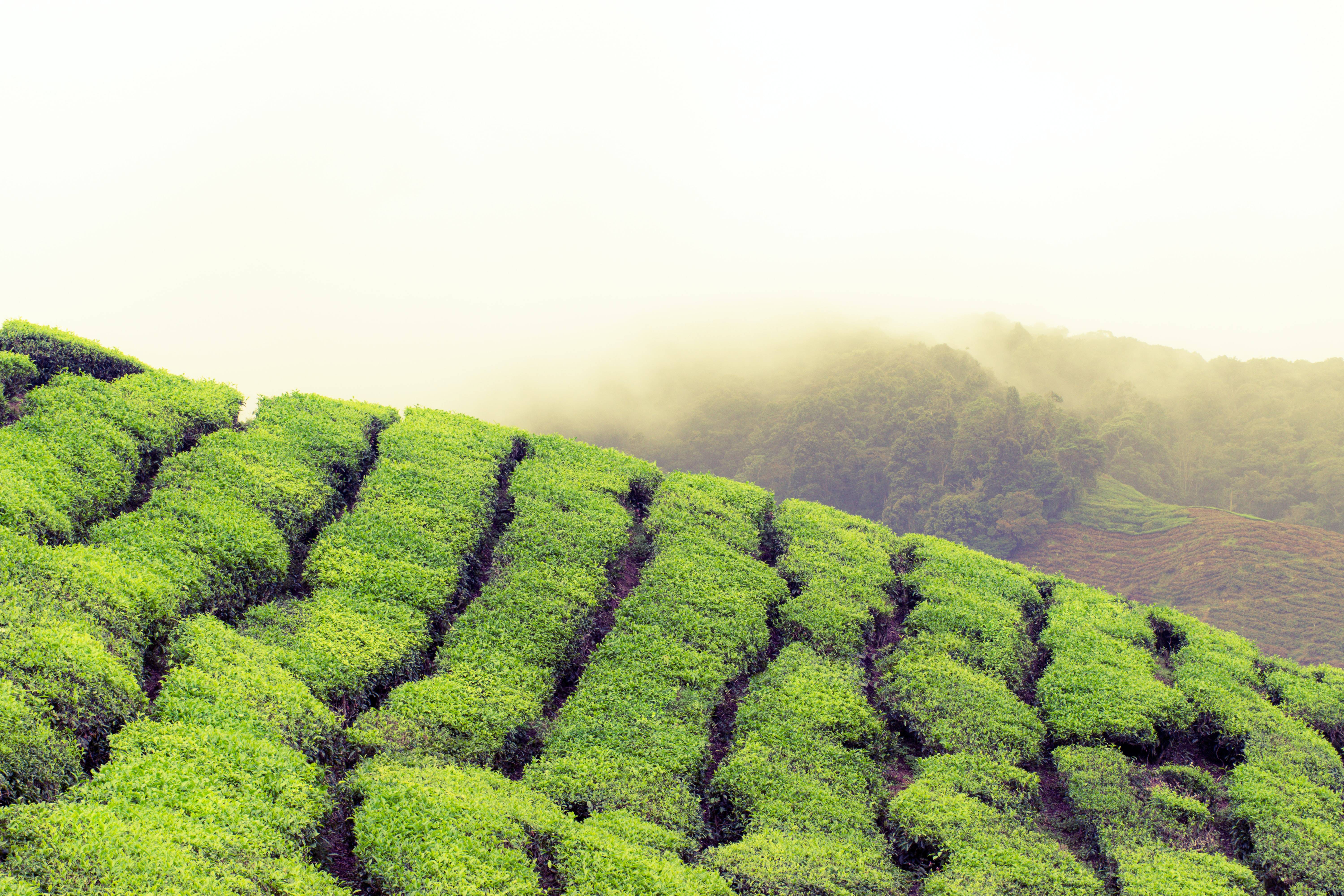 Teeplantage im Morgennebel